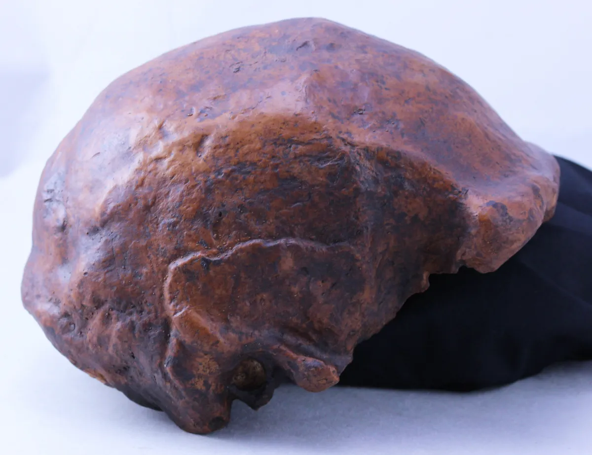 Last of the Homo Erectus Killed in ‘Mass Death’ Event as Climate Change ...