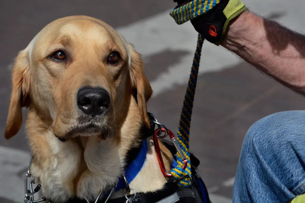 Courthouse Dogs Act Passed by Senate, Allowing Emotional Assistance ...