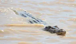Giant Saltwater Crocodile Found With Mysterious Surgical Plate in Stomach, Police Open Missing Persons Investigation