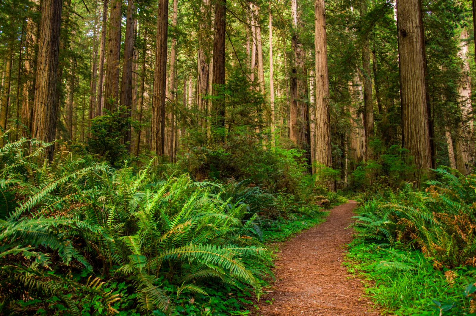1557134-redwood-national-park.jpg?w=1600&quality=80&webp=1