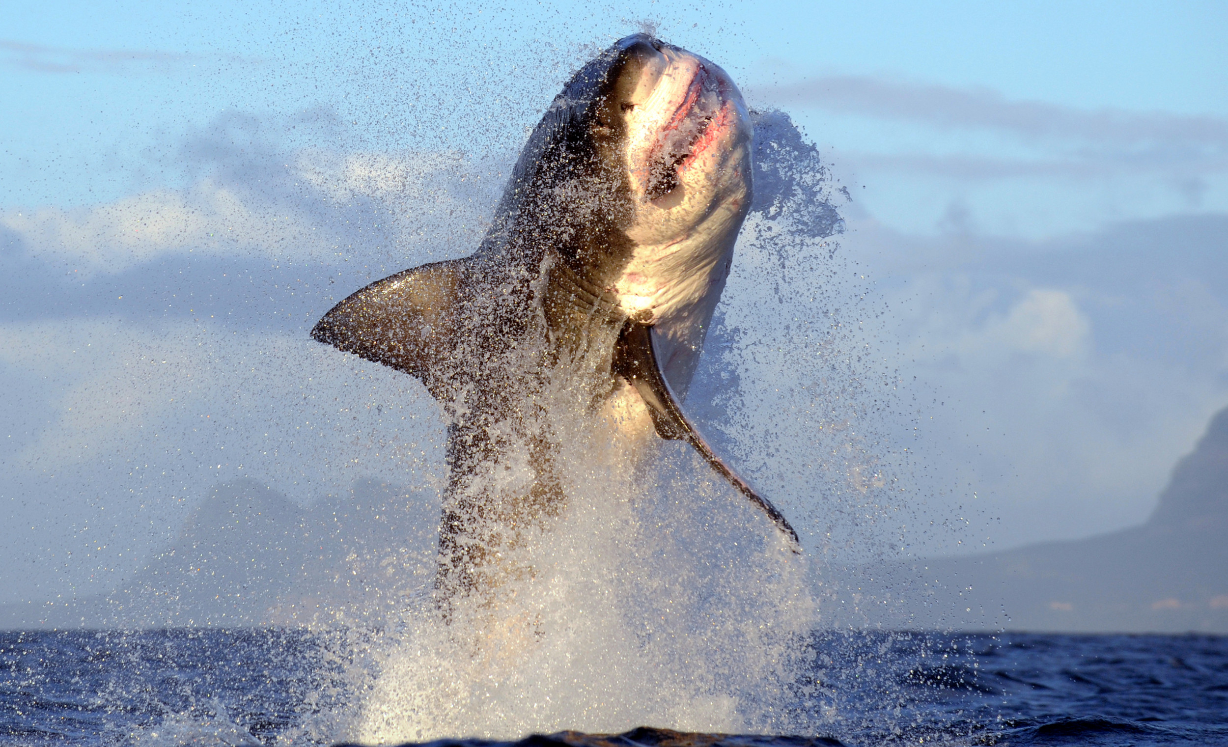 Great White Shark Returns to South Africa's False Bay Almost Two