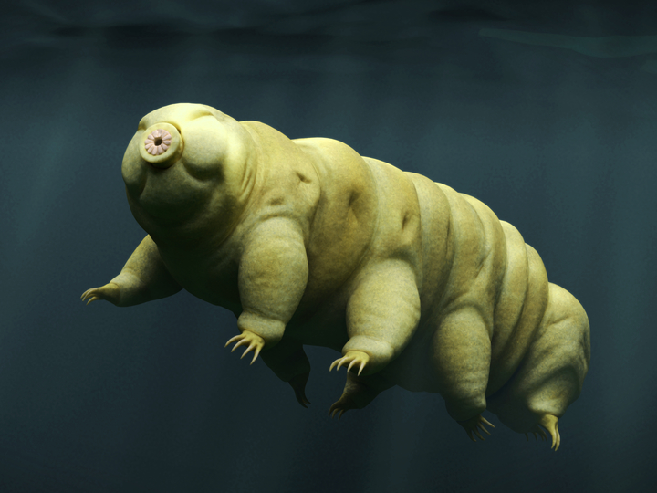 glutathione tardigrade Tardigrades, the Toughest Creatures on Earth, Have an Achilles' Heel—Global Warming Glutathione vs Astaxanthin hydration and tone mask Color:Metallic Blue
