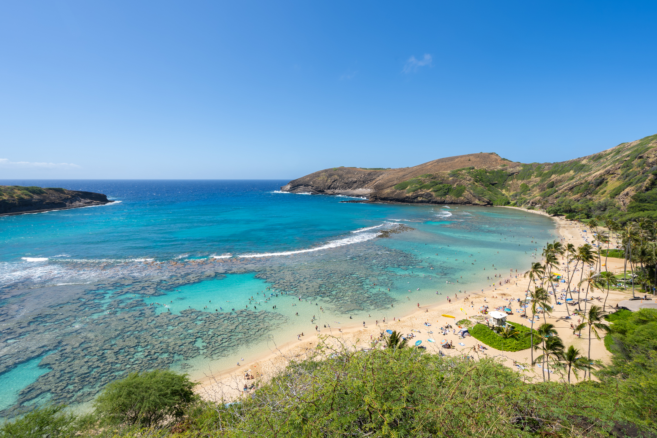 Box Jellyfish Invade Hawaii Beach, Stinging 30 People - Newsweek
