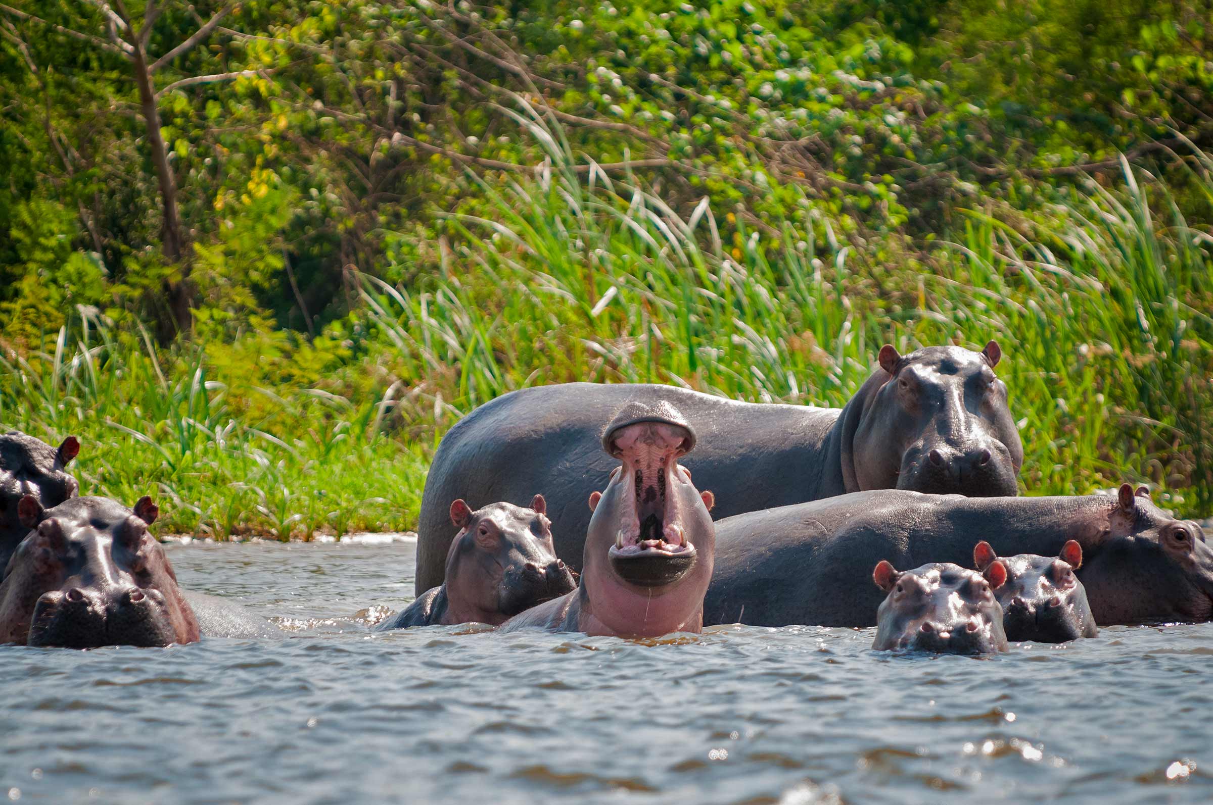 Pablo Escobar's Hippos Are Thriving in Colombia and Wreaking Havoc With  Local Ecosystem - Newsweek, image size:2400x1594