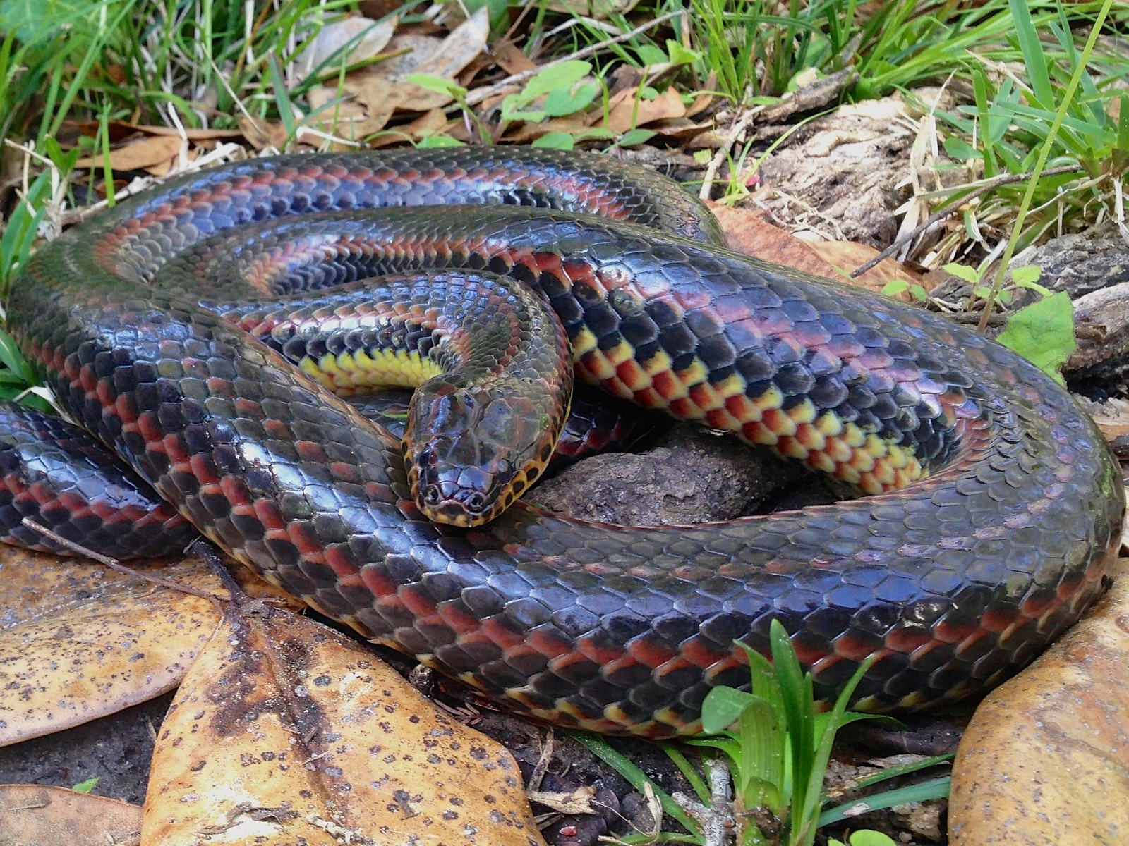 Elusive Rainbow Snake Spotted in Florida Forest for First Time