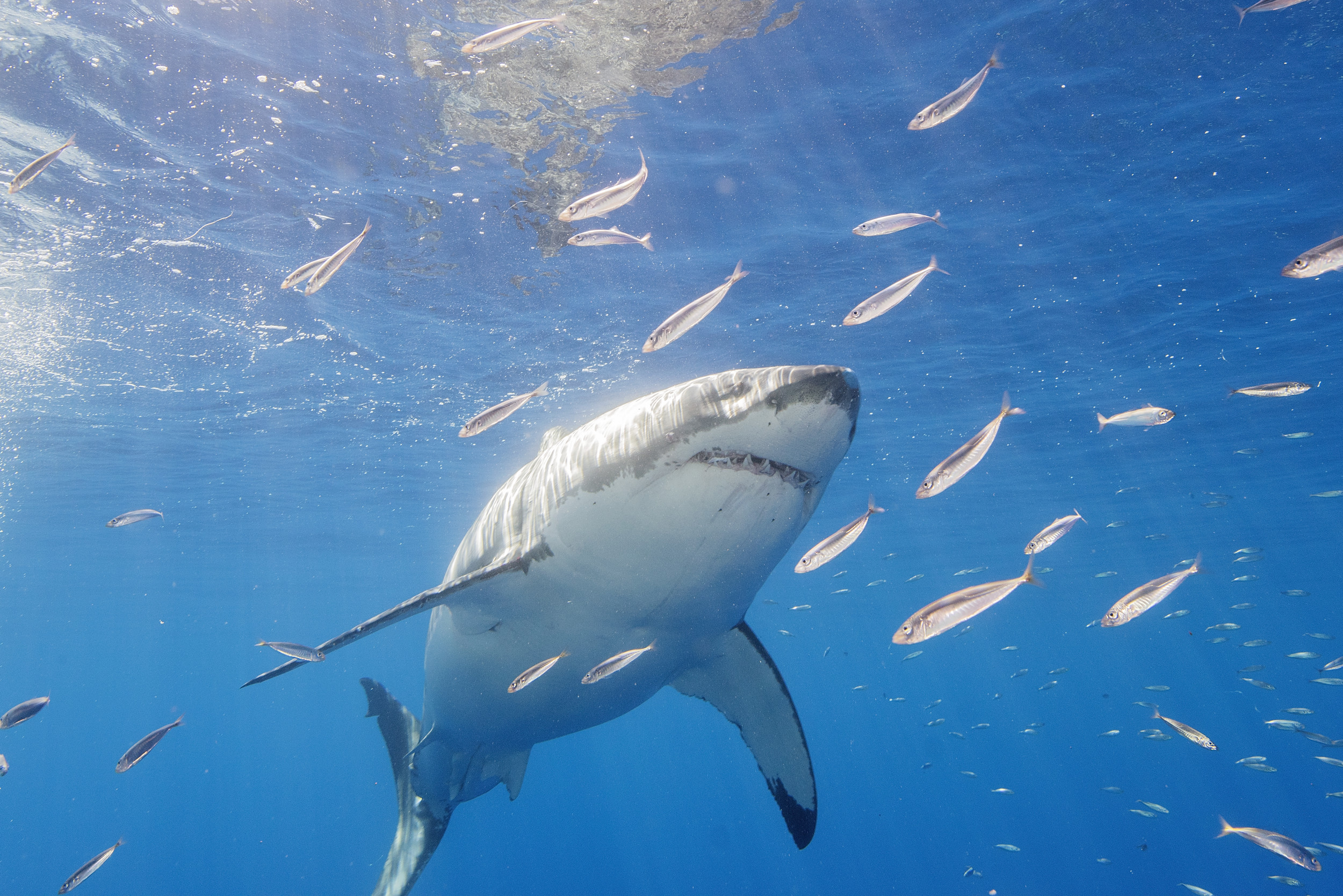 邦楽 GREAT WHITE SHARK ROCK / SWAMP RATZ GREAT WHITE SHARK ROCK