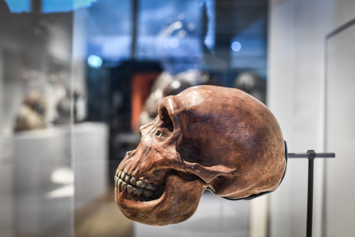 Supercomputer Simulates Neanderthal Extinction, Finds Humans Were to ...