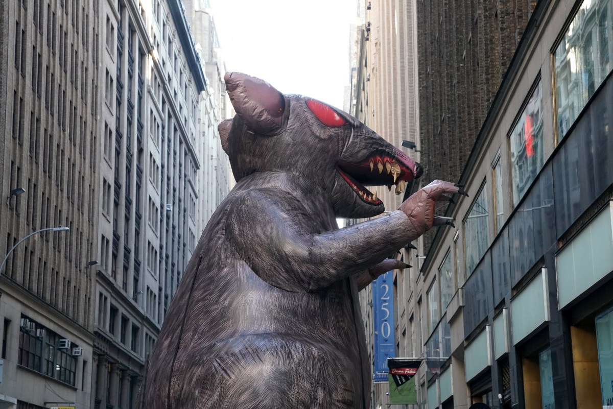 High Speed Rat What Is a ‘Super Rat’? It Has Nothing to Do With Super Powers - Newsweek