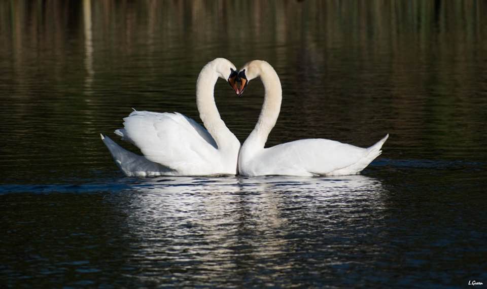 Widowed Swan Finds Lockdown Love After Tragedy - Newsweek