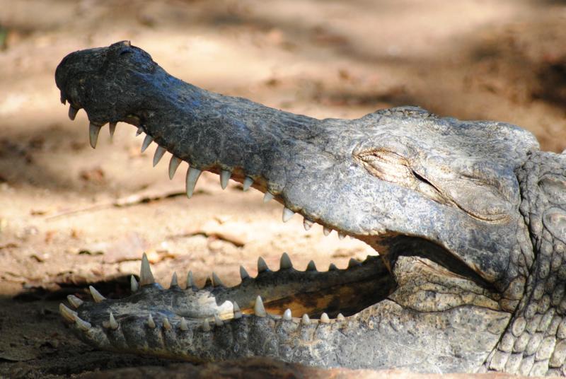 2,200-lbs Croc Once Ate 3 Schoolgirls, Now Changed By 'Marriage