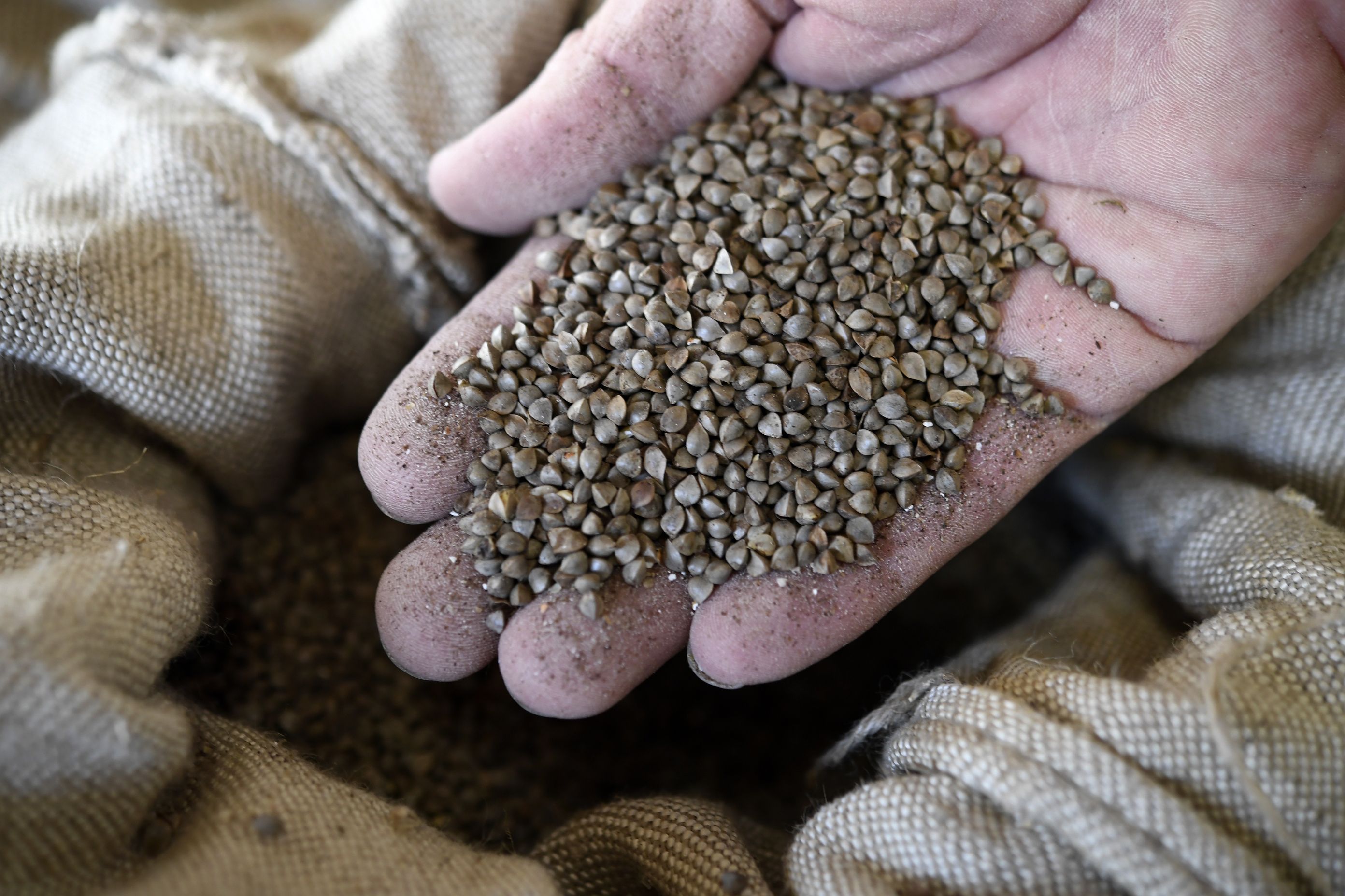 Plant Grown From Mystery China Seeds to Be Removed After Man Says