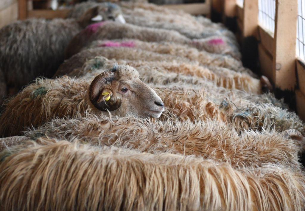 Sinking Sheep Thousands of Sheep Die on Ship After Drinking Seawater - Newsweek