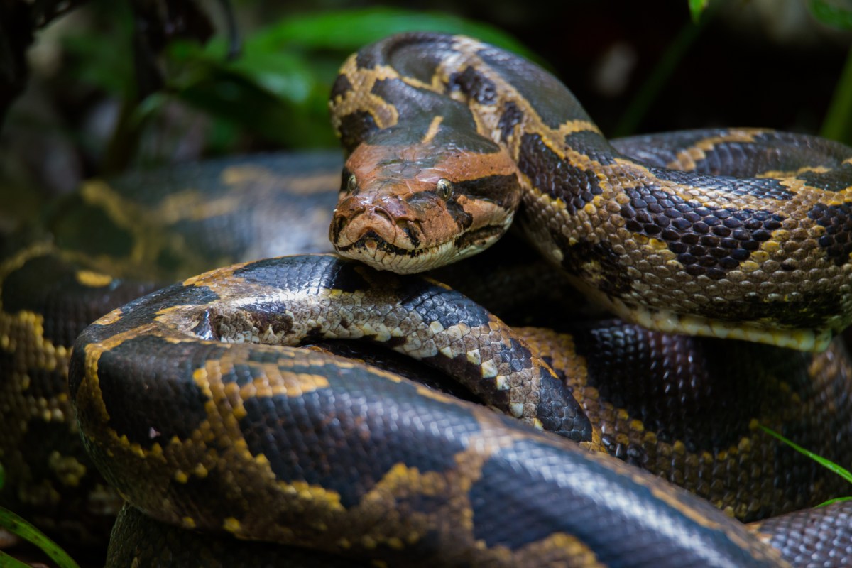 13-Foot Python Has Full-Size Blanket Removed From Body by Vets: ‘A ...