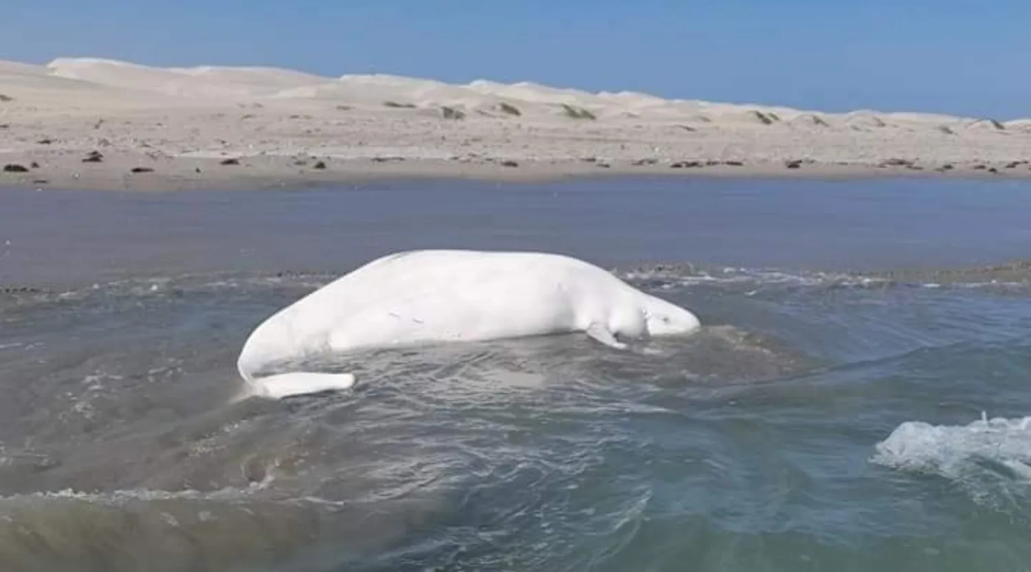 Beluga Whale Spotted Off San Diego Washes up Dead on Baja Beach, Thousands  of Miles From Home - Newsweek, image size:1500x832