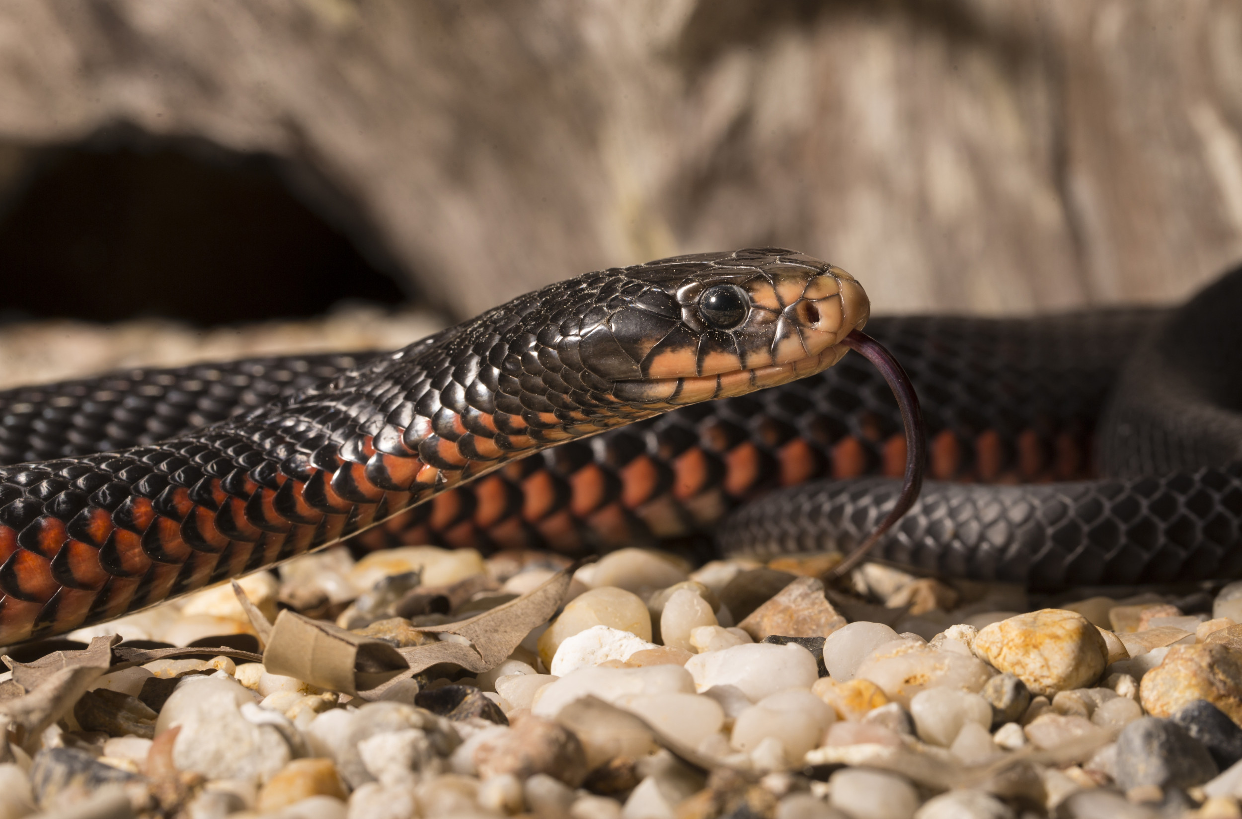 Venomous Red-Bellied Black Snake Found Lurking Inside Man's