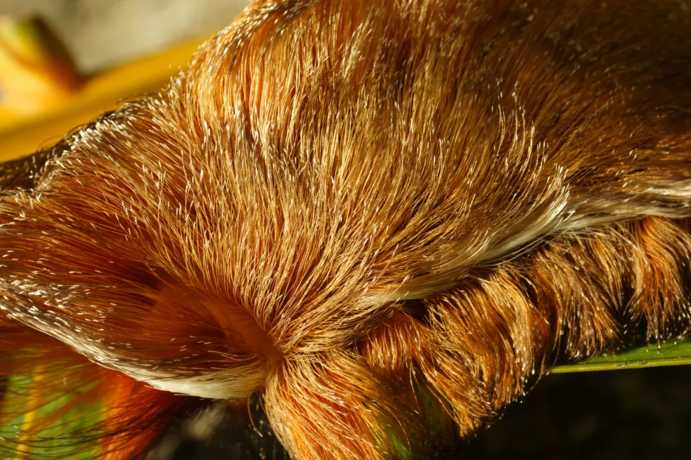 Virginia Officials Warn of Furry, Venomous Caterpillars: Should Other ...