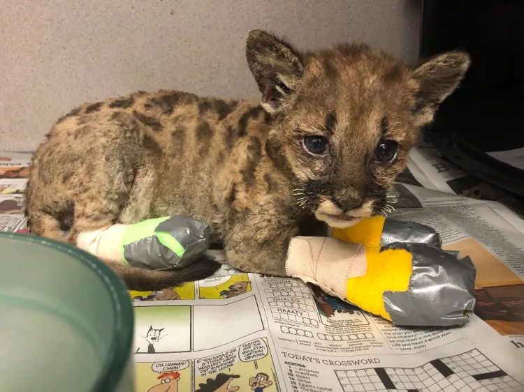Adorable Video Shows Mountain Lion Cub Burned in California Wildfire ...