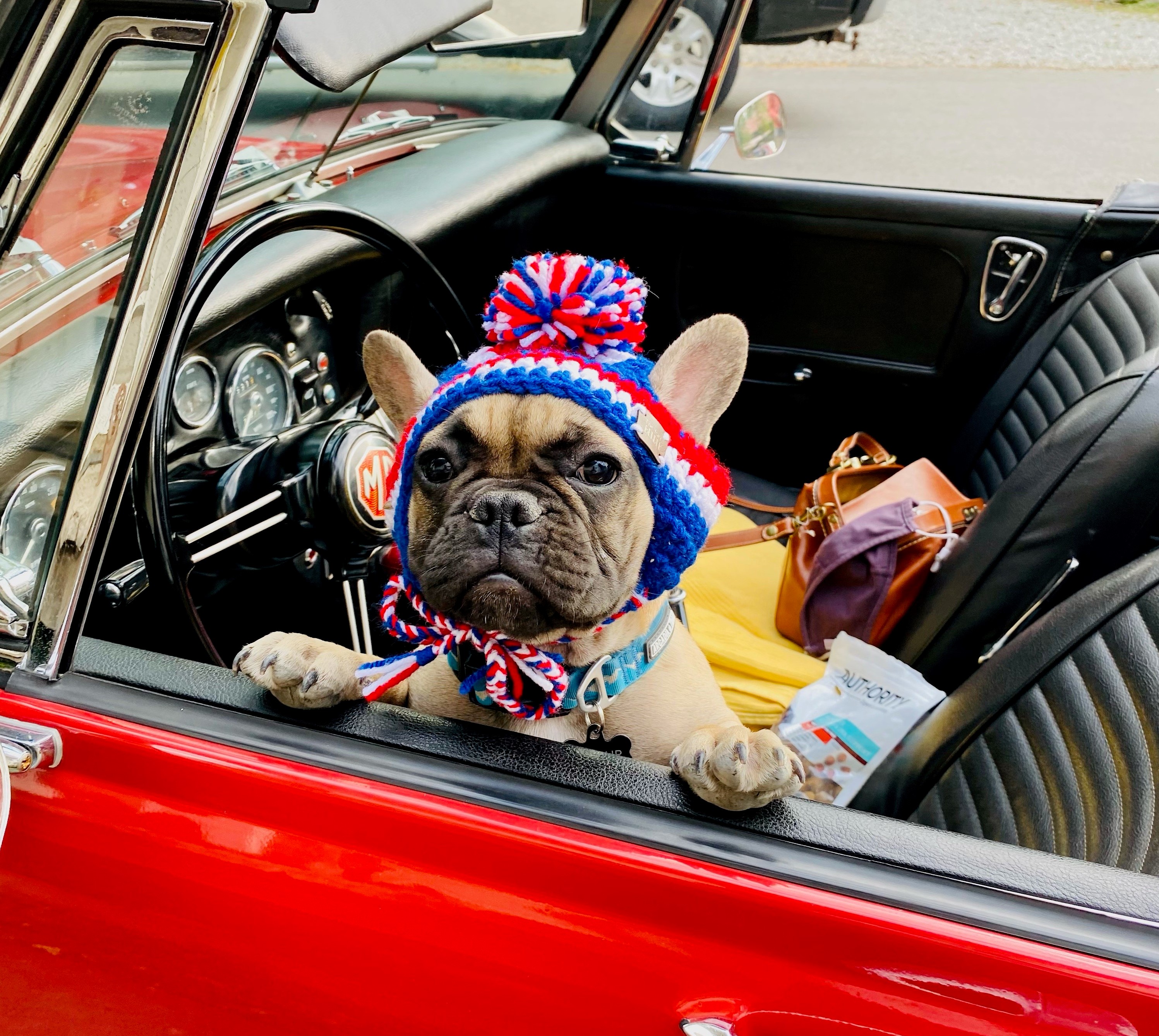 My Dog Won The 2020 Mayoral Election In Rabbit Hash, Kentucky