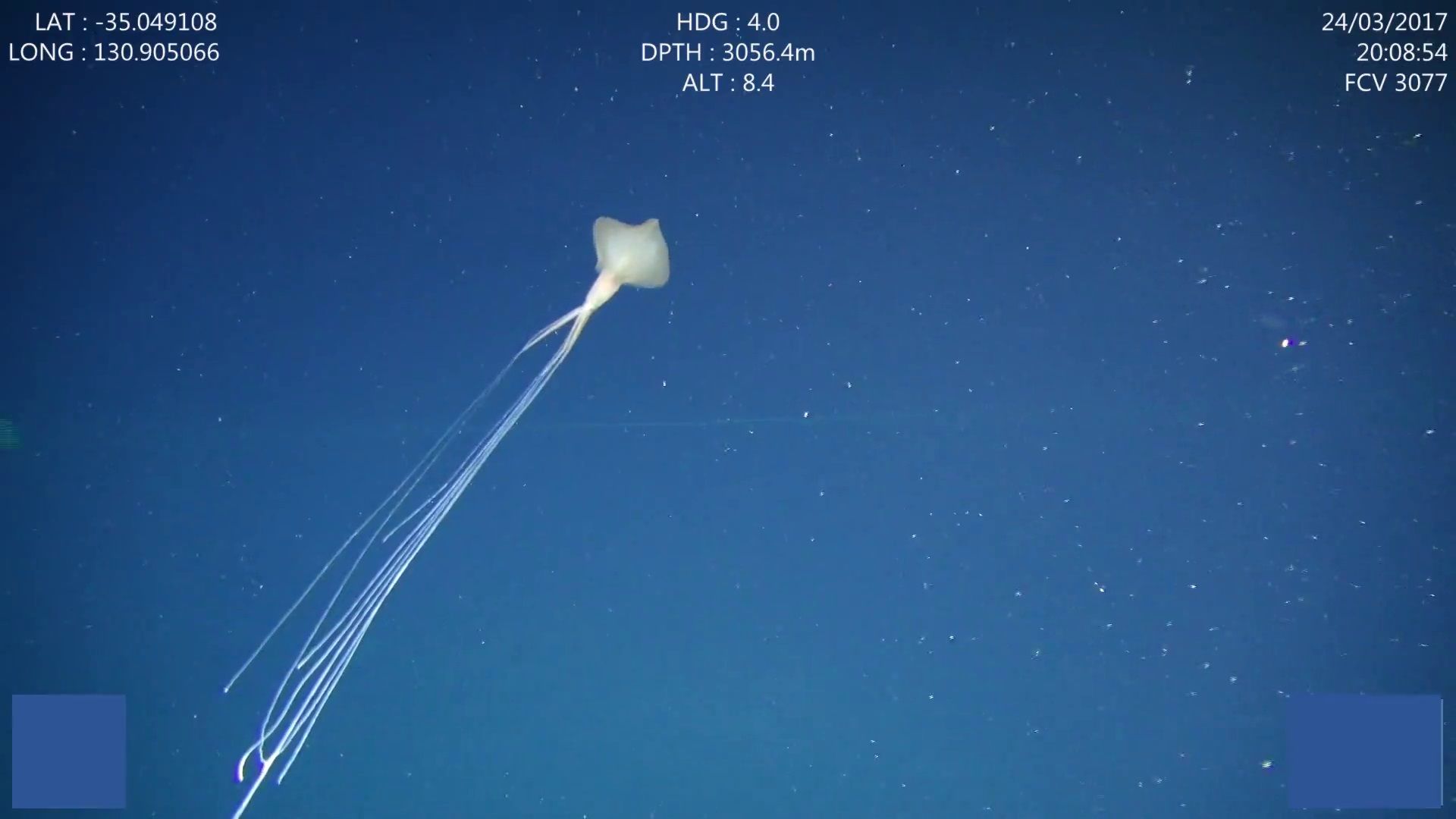 Incredibly Rare and Mysterious Sea Creature Filmed Over 10,000