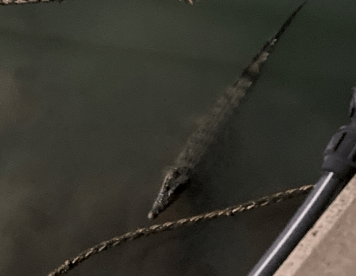 Saltwater Crocodile Dubbed 'Croc-zilla' Spotted Lurking in Water