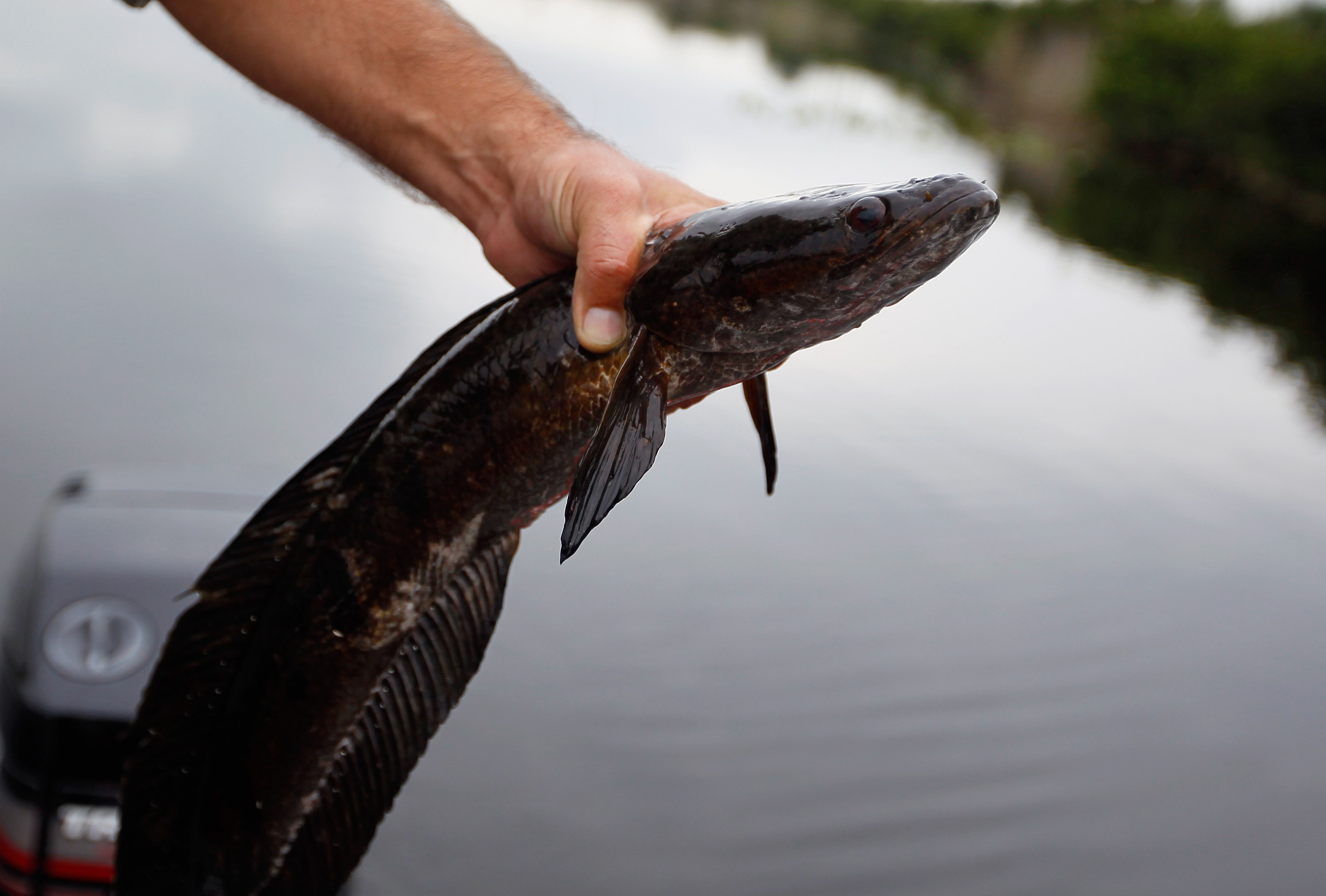 Exotic Fish Dealer Indicted for Allegedly Trafficking 'Invasive