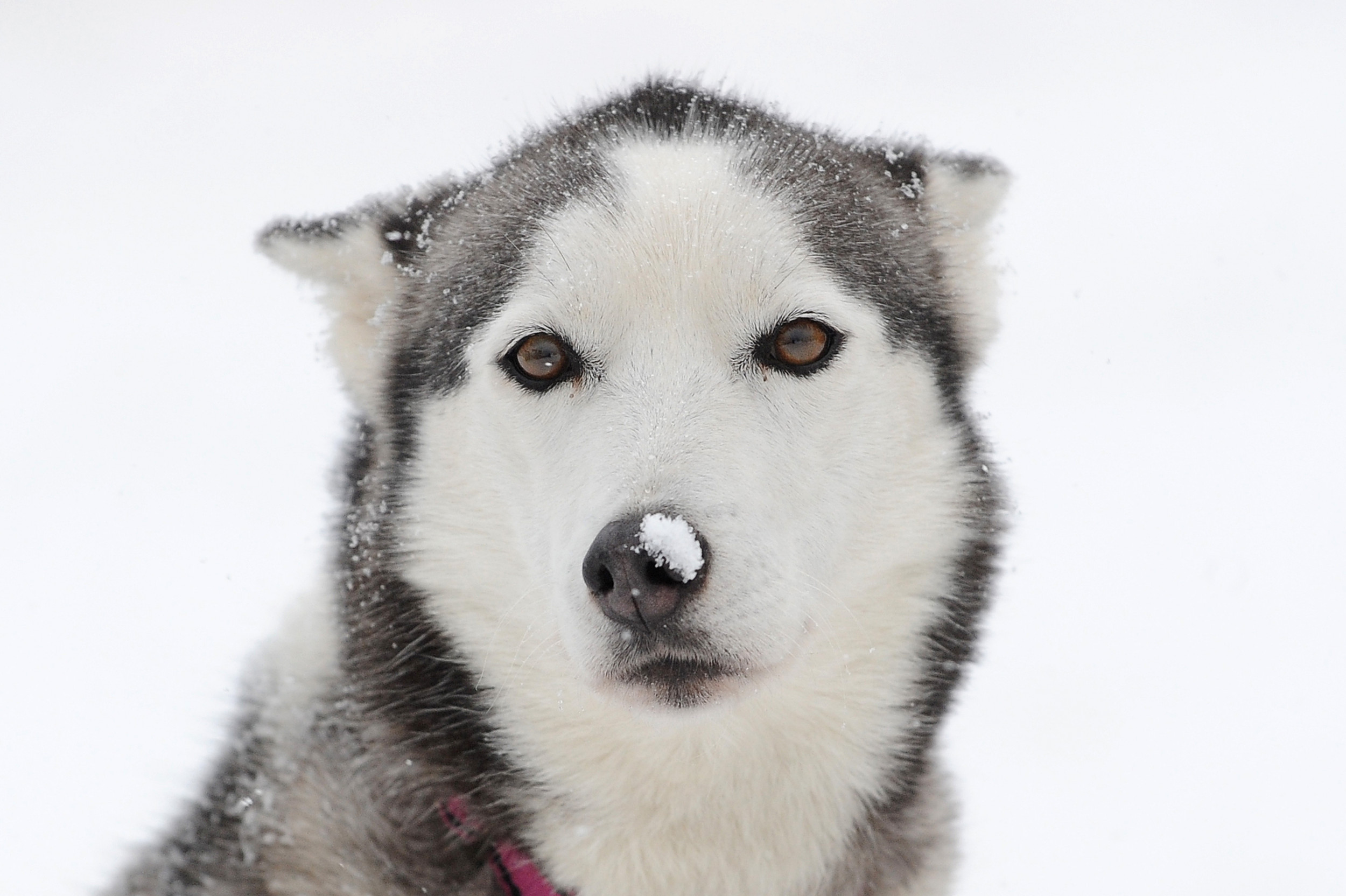 渡辺■HUSKY VOICE_ハスキーボイス_九州パンク_ソノシート_新品 渡辺様専用□HUSKY VOICE_ハスキーボイス_九州パンク_ソノシート_新品