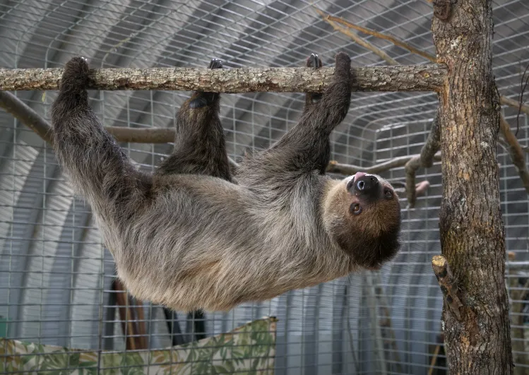 Sloth Ringing Bell This Woman’s Sloth Encounter Puts Kristen Bell’s Viral Moment to Shame ...