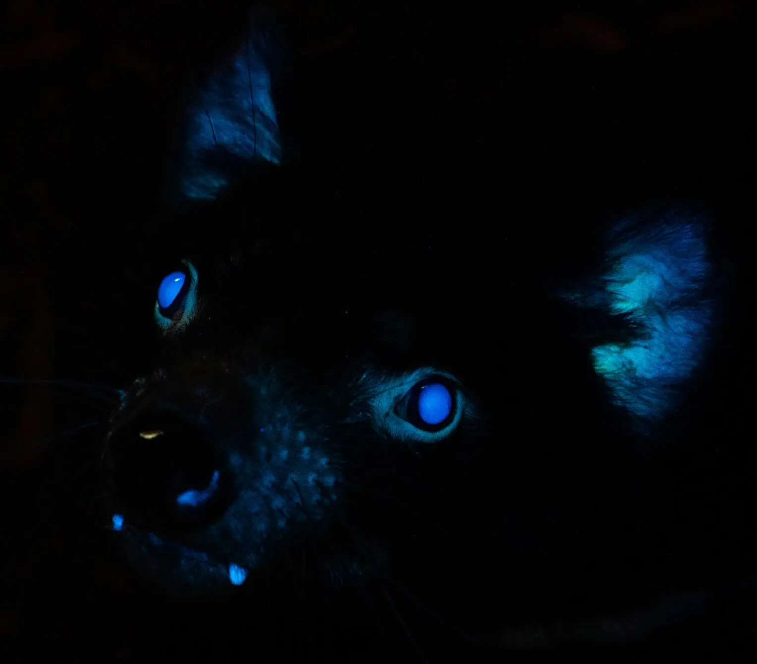 Biofluorescent Tasmanian Devil Shown Glowing in the Dark in Stunning Photo  - Newsweek, image size:1528x1340