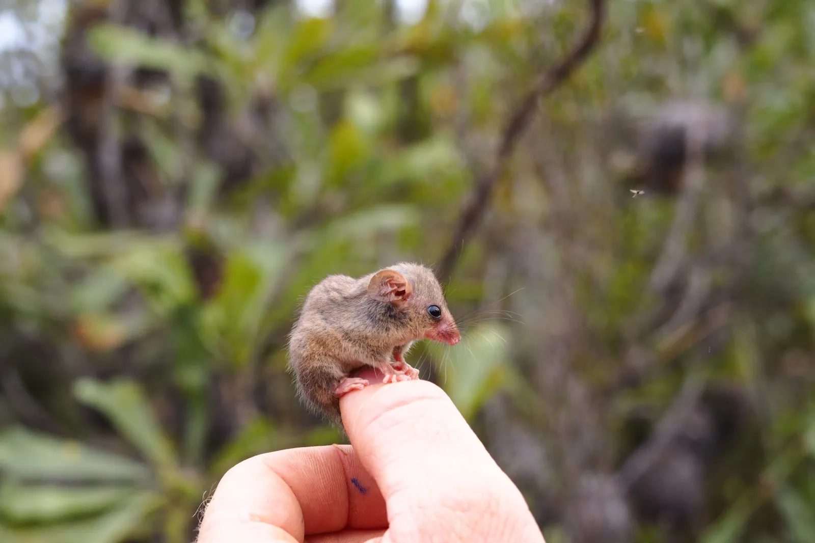 World's Smallest Possum Found, A Sign of Life on Kangaroo Island  Post-Bushfires - Newsweek, image size:1600x1066