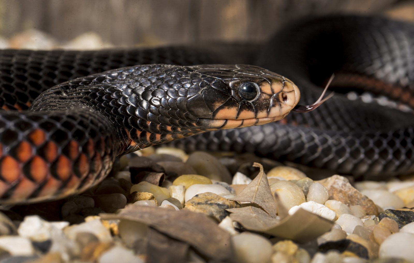 Man Finds Venomous Snake Lurking in Kitchen Cupboard of His New 