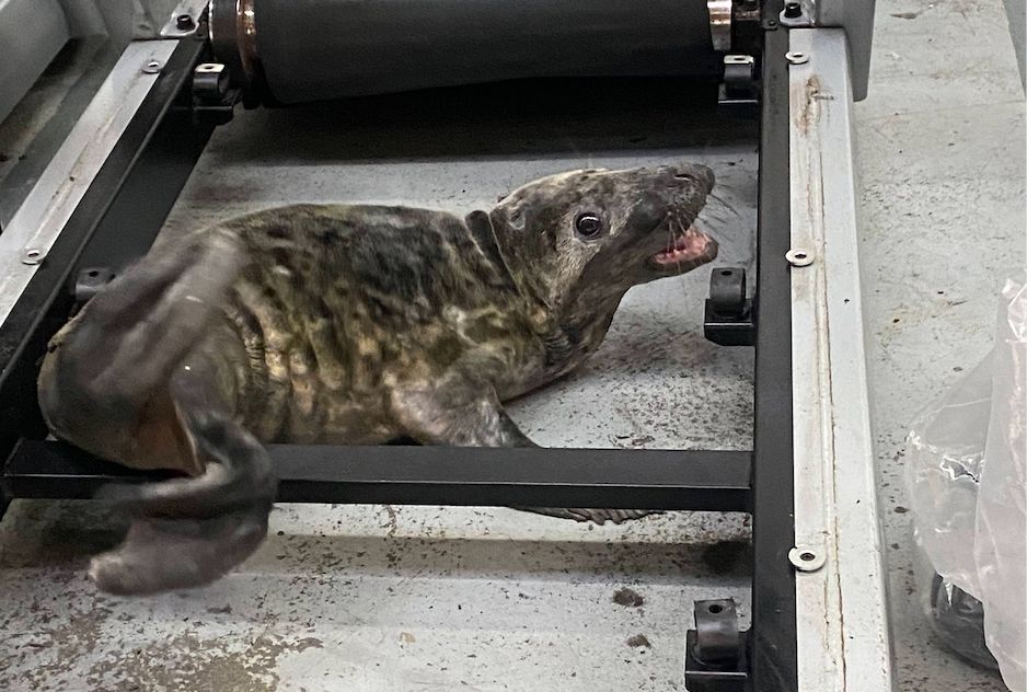 ‘Mischievous’ Seal Pup Rescued After Being Found in a Warehouse, Then