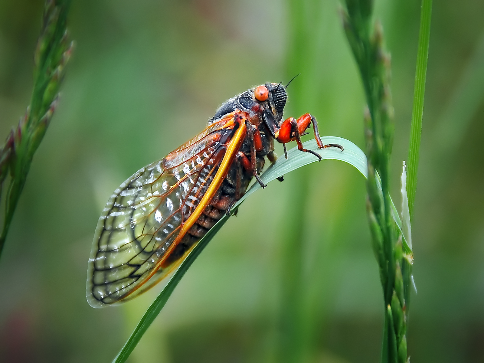 スミス M.S.L.C Brown Cicada 10 Trillions of Brood 10 Cicadas to Emerge in U.S. After 17 Years