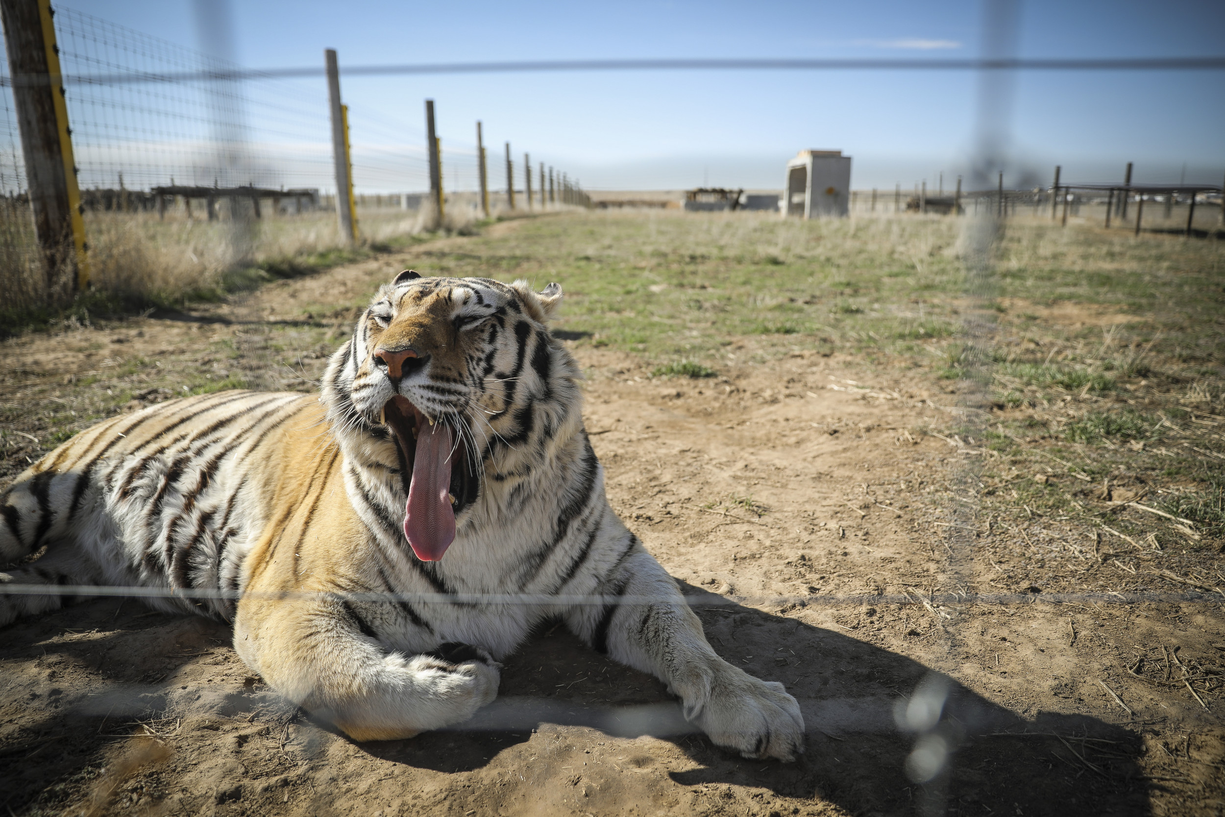 Tiger King' Zoo Owners Ordered To Hand Over Big Cats to Government