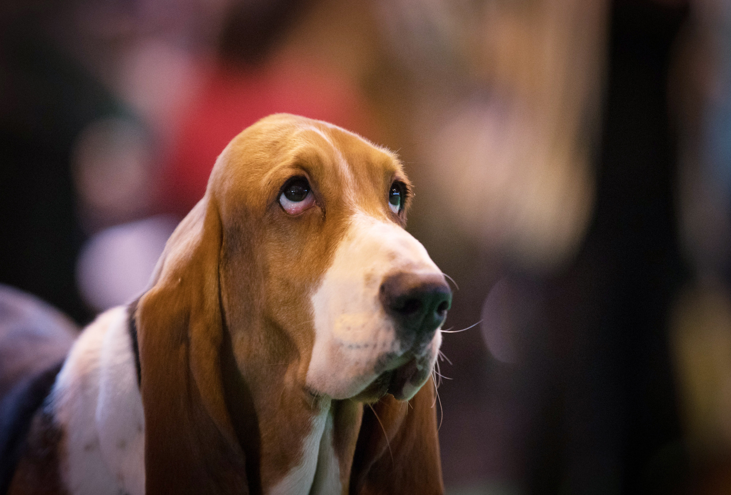 25 of the Best Dog Breeds for Suburban Dwellers - Newsweek