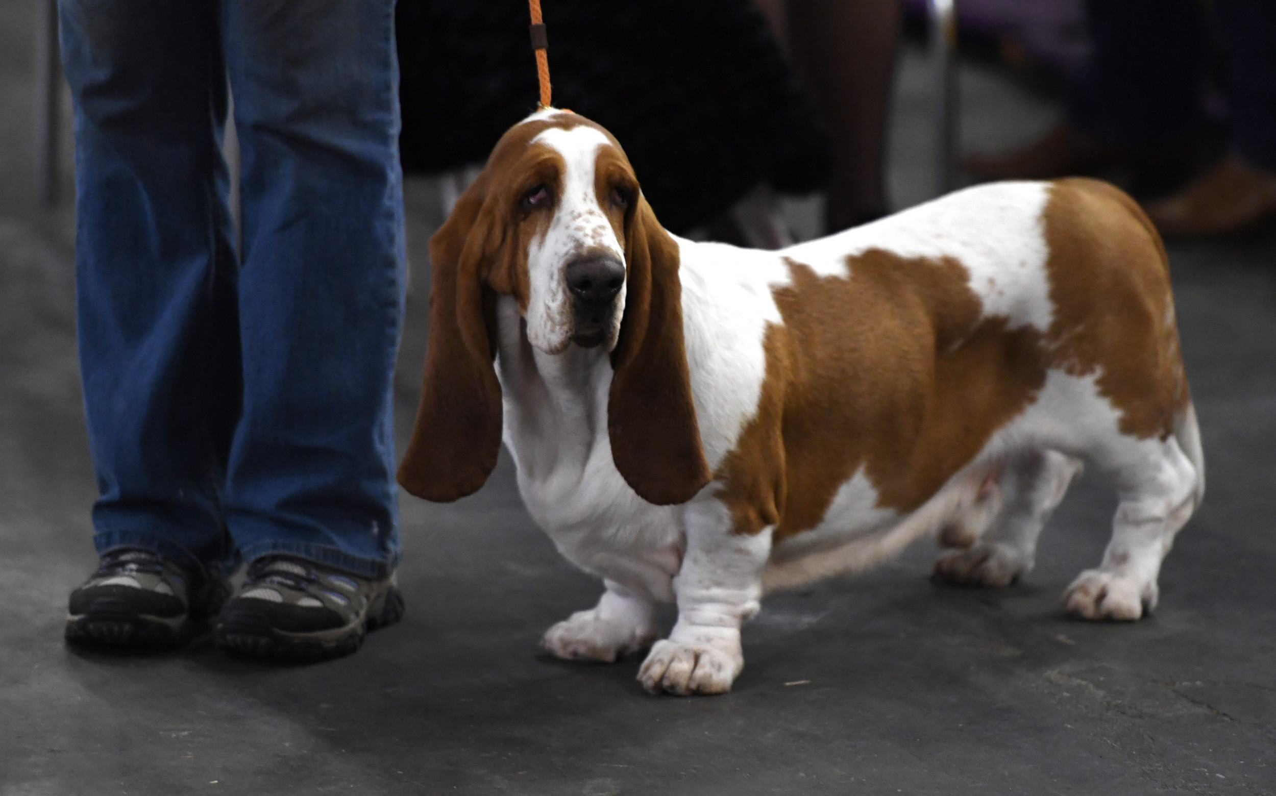 1739062-basset-hound-ny-dog-