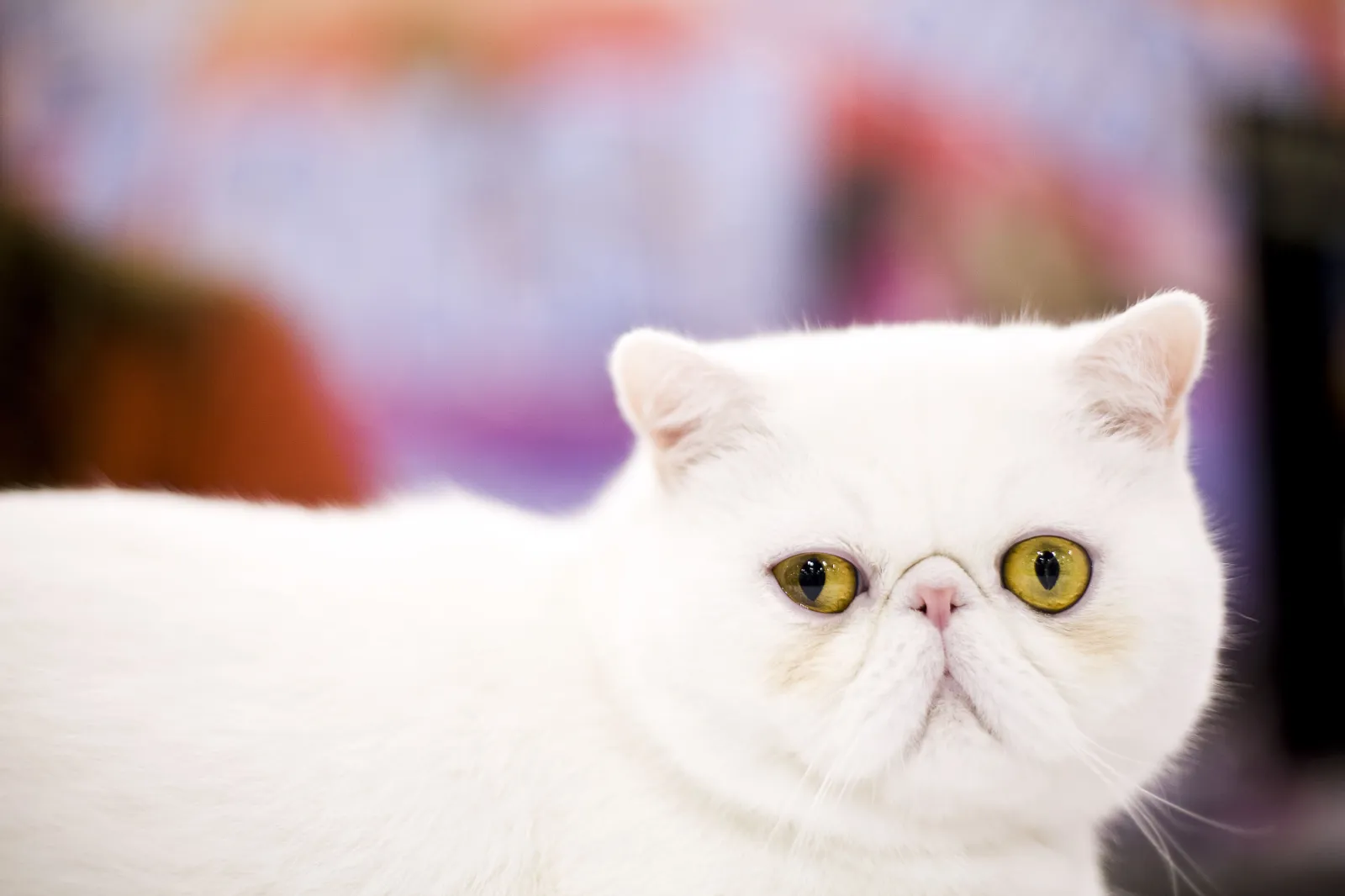 The 25 Easiest Cat Breeds To Take Care Of Newsweek