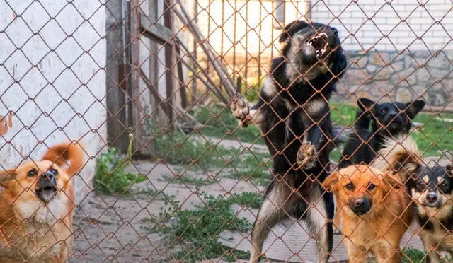 Woman Killed by Pack of Dogs That Allegedly Escaped From Neighbor’s ...