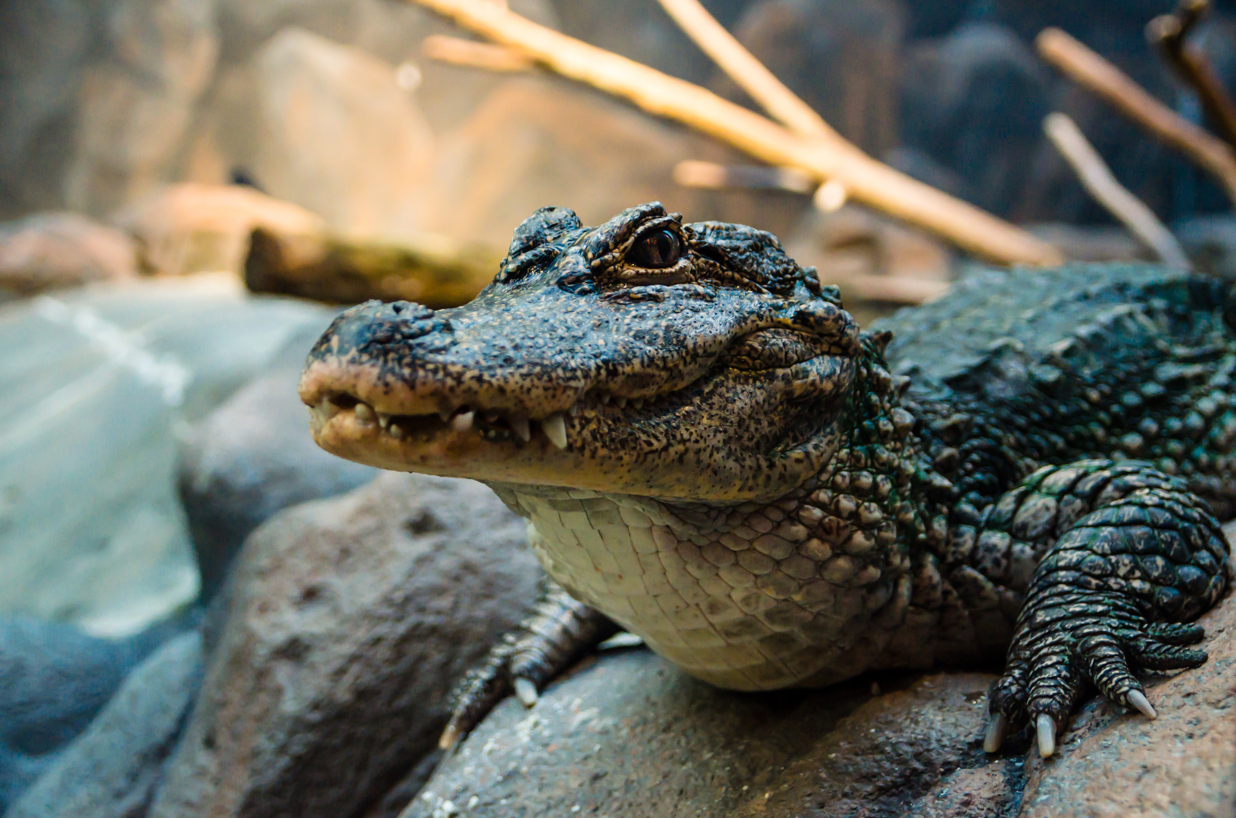 See Baby Chinese Alligators at Oklahoma City Zoo As 120 Left in