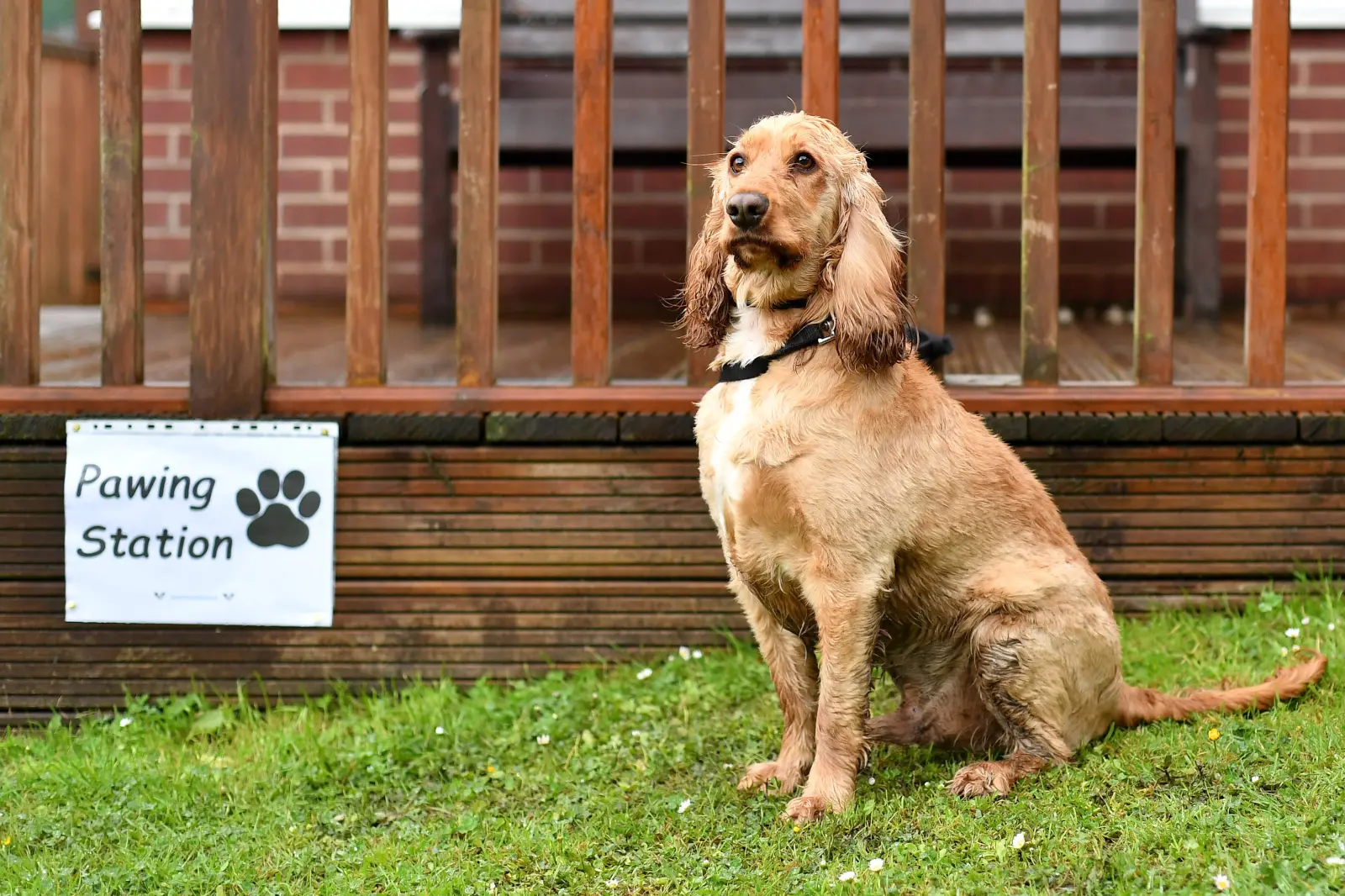 What is the Hardest Dog to Potty Train: Top Challenging Breeds Revealed