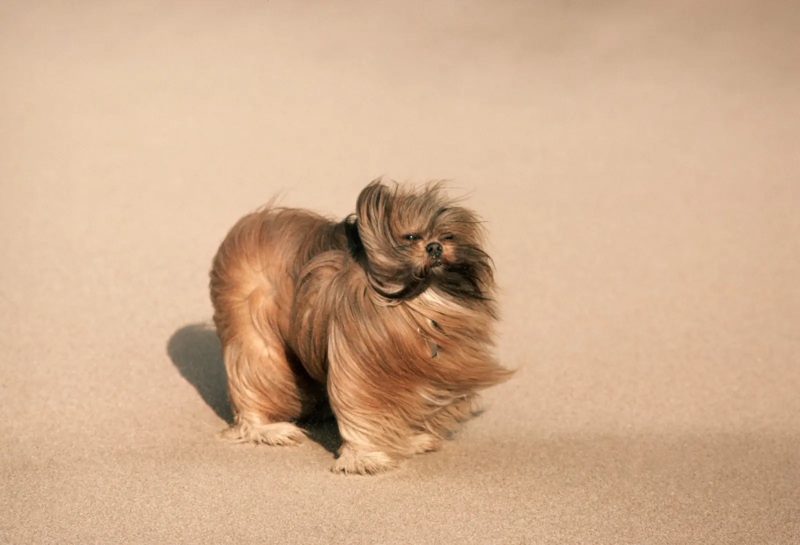 What is the Hardest Dog to Potty Train: Top Challenging Breeds Revealed