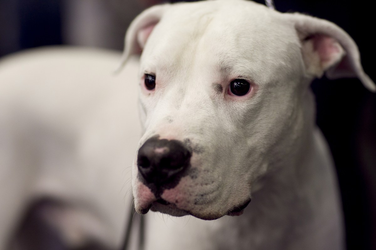 What Breeds Make a Dogo Argentino: Discover Its Powerful Origins