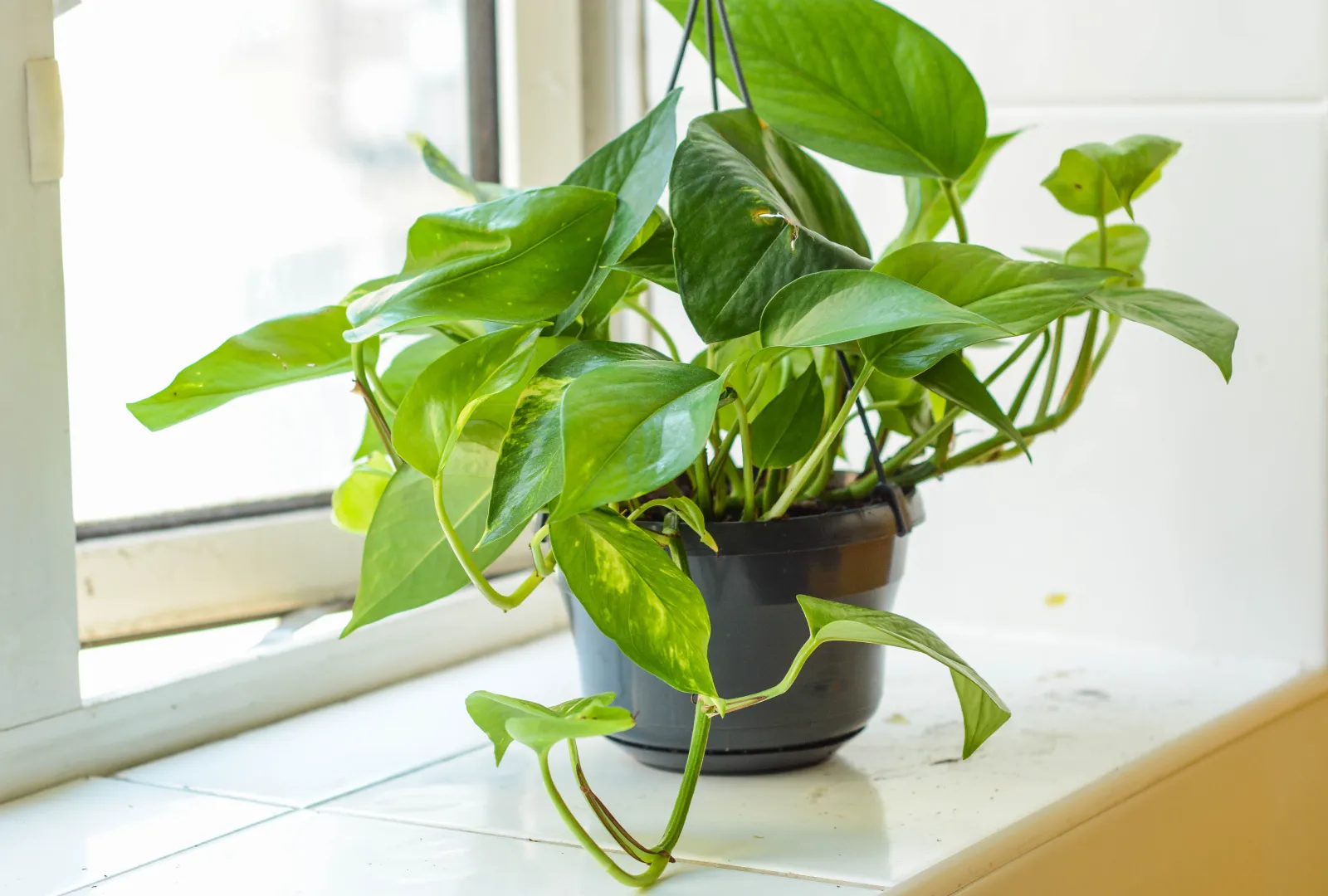 15 Easy Plants to Take Care of for First Time Plant Parents - Newsweek
