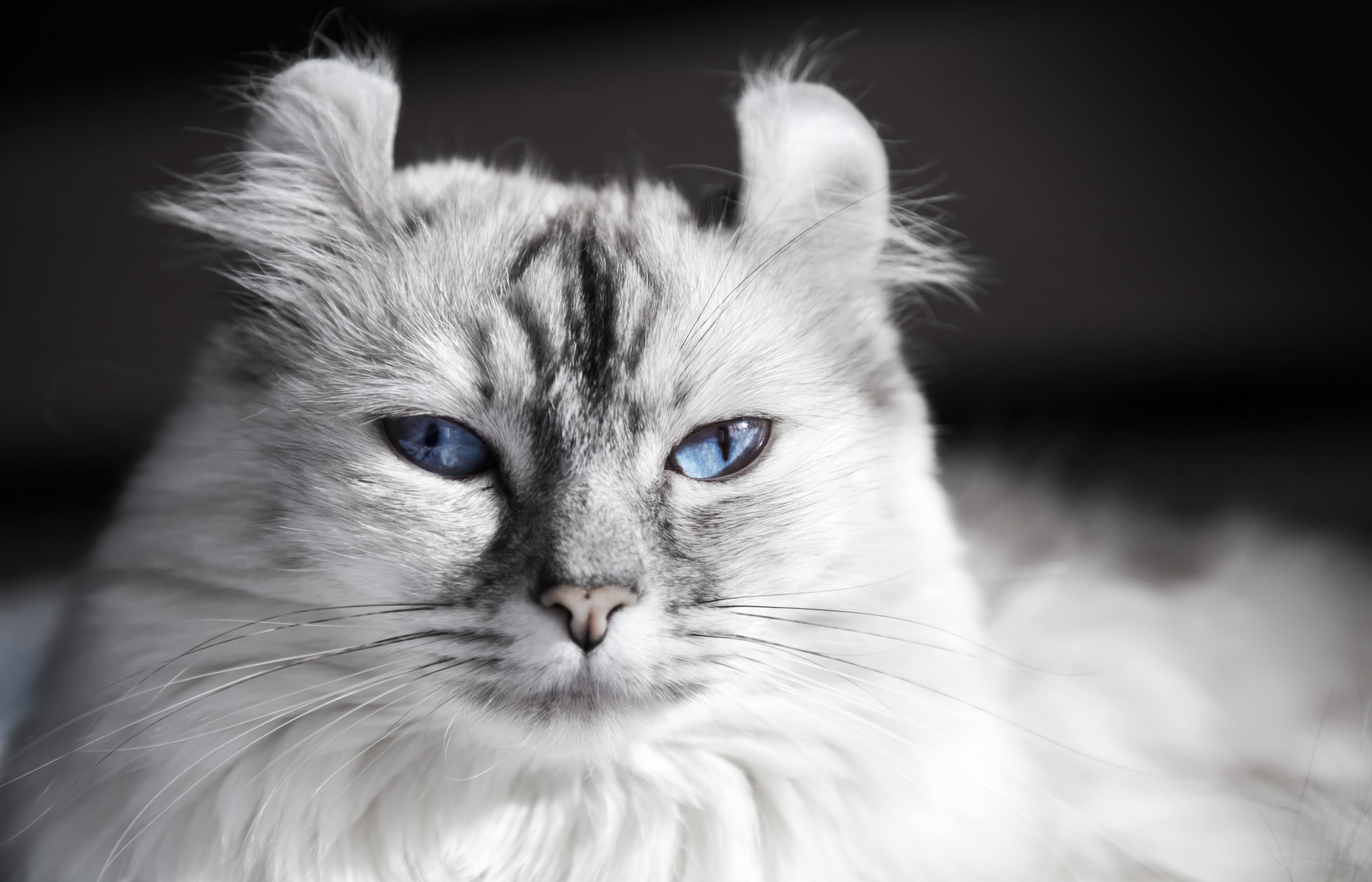1775835-american-curl-cat.jpg?