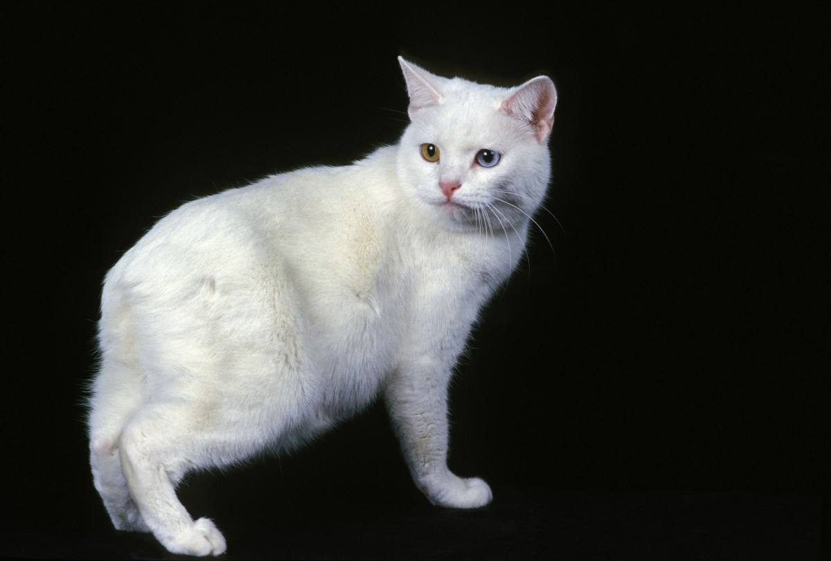 Do Some Cat Breeds Live Longer Than Others? Surprising Facts Revealed
