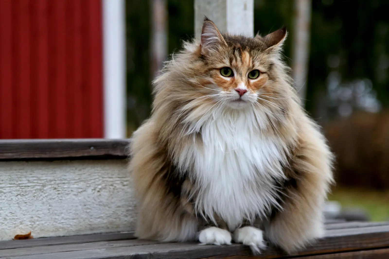 What Cat Breeds Live the Longest: Top 10 Lifespan Champions