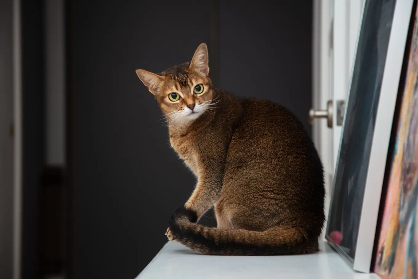 Are Cat Breeds Real: Unveiling the Truth Behind Feline Varieties
