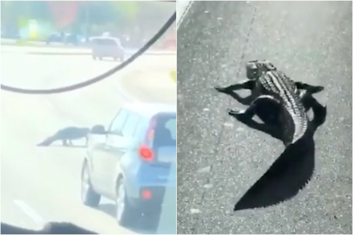 Alligator Stops Traffic as it Casually Crosses Street - Newsweek