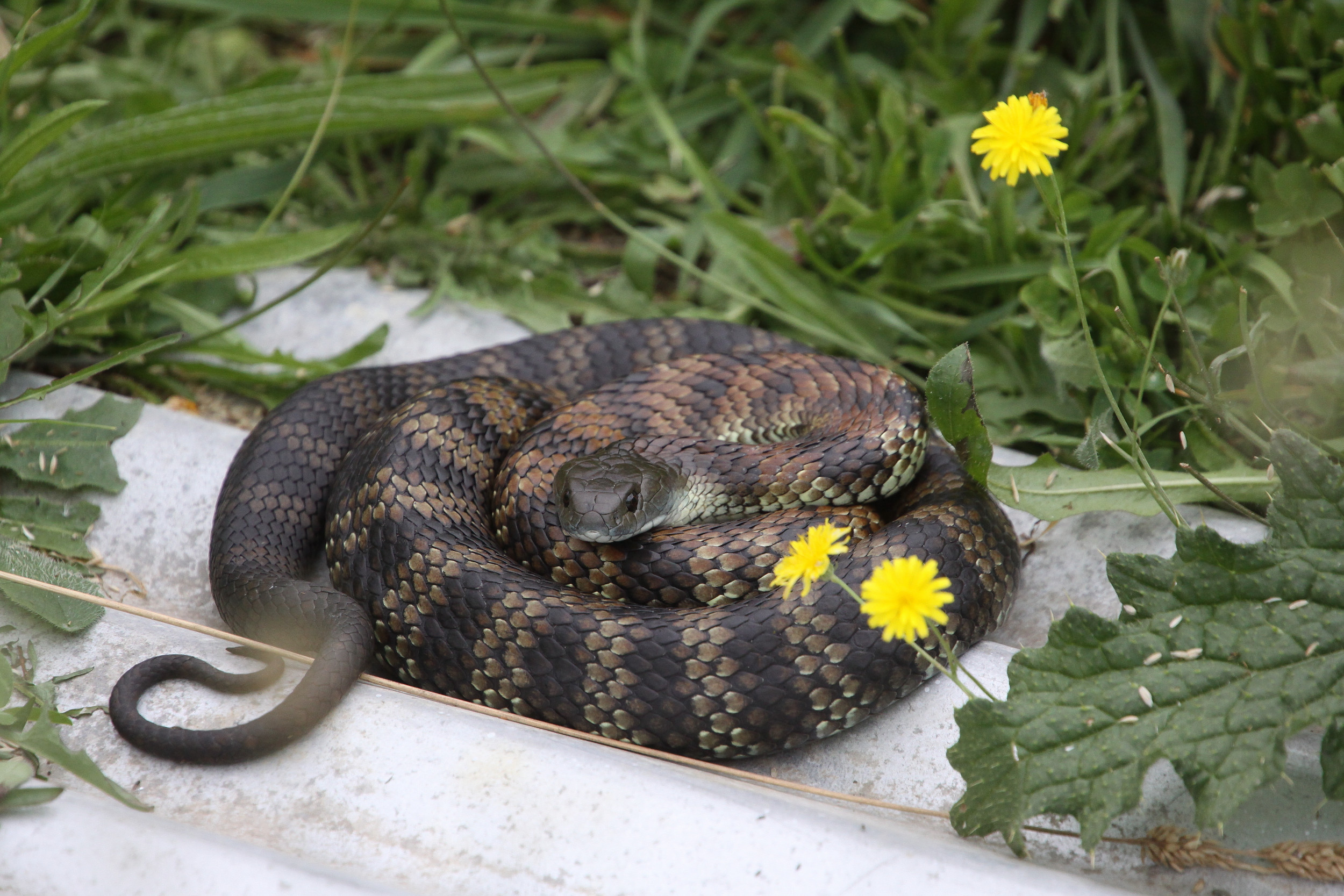Deadly Snake Appears in Fisherman's Small Boat 7 Miles Offshore