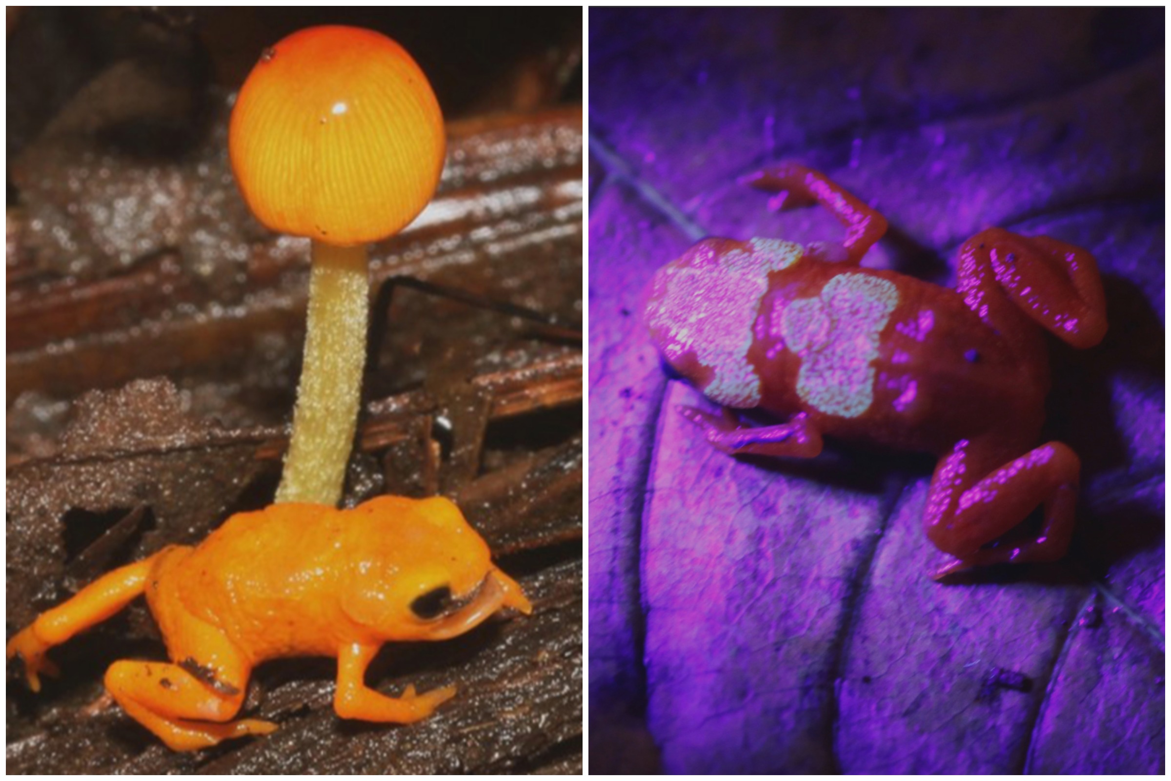 New Species of Tiny, Poisonous Frog With Glowing Bones Discovered