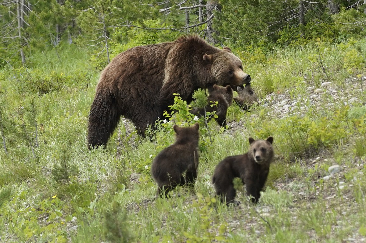 Mother Bear Helps Struggling Cubs Across Highway in Heartwarming Video ...